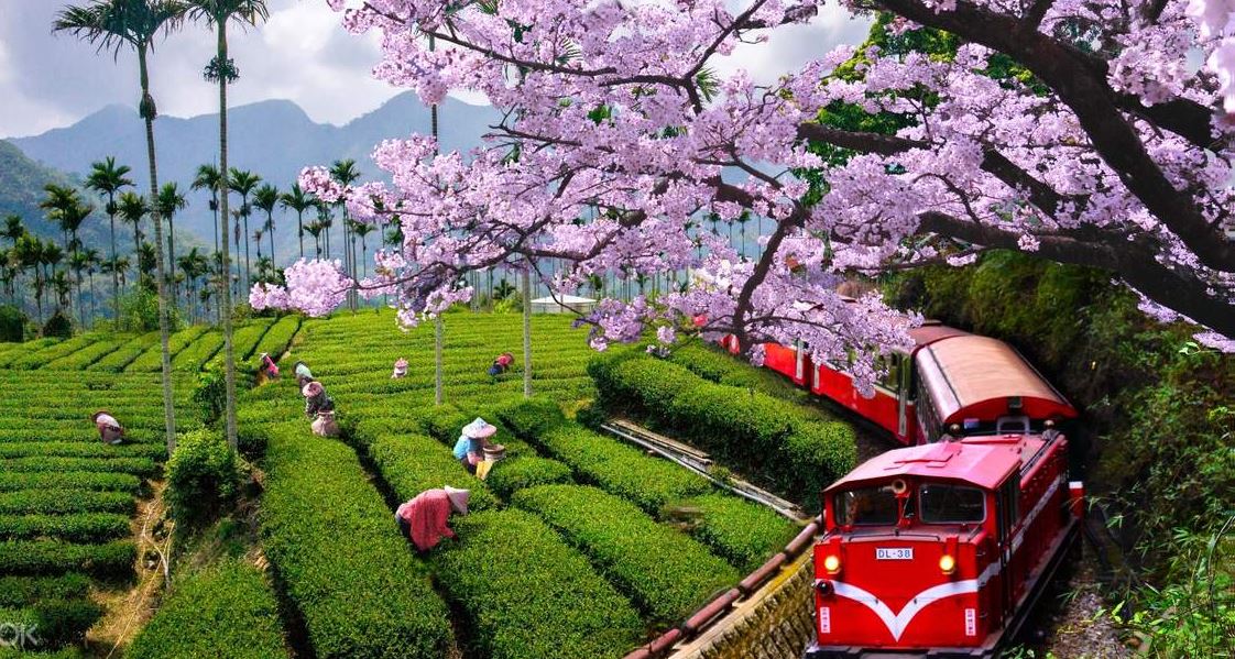 Chuyến tàu hỏa lên núi Alishan | Du học Đài Loan - Vinahure